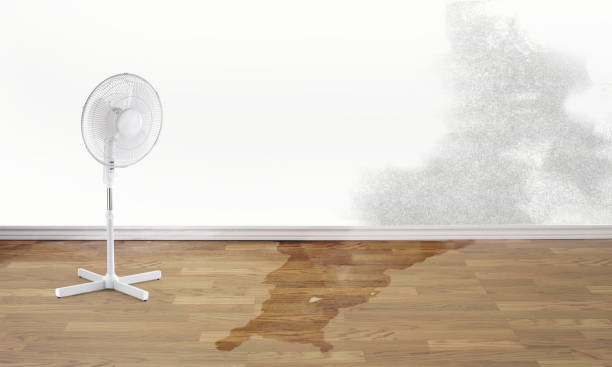 Best Ceiling water damage repair  in Manistique, MI